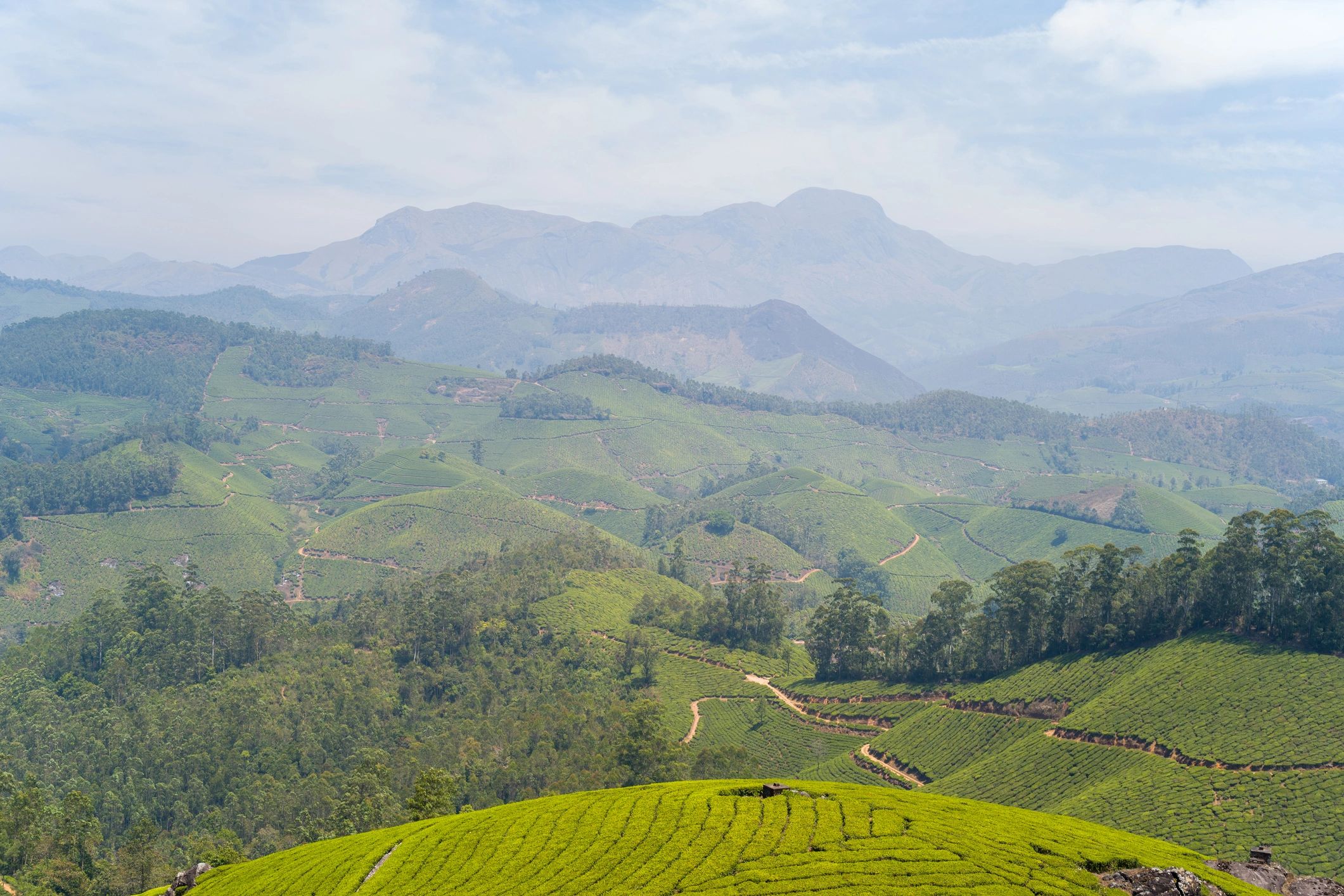 Tea plantations in Munnar, Kerala